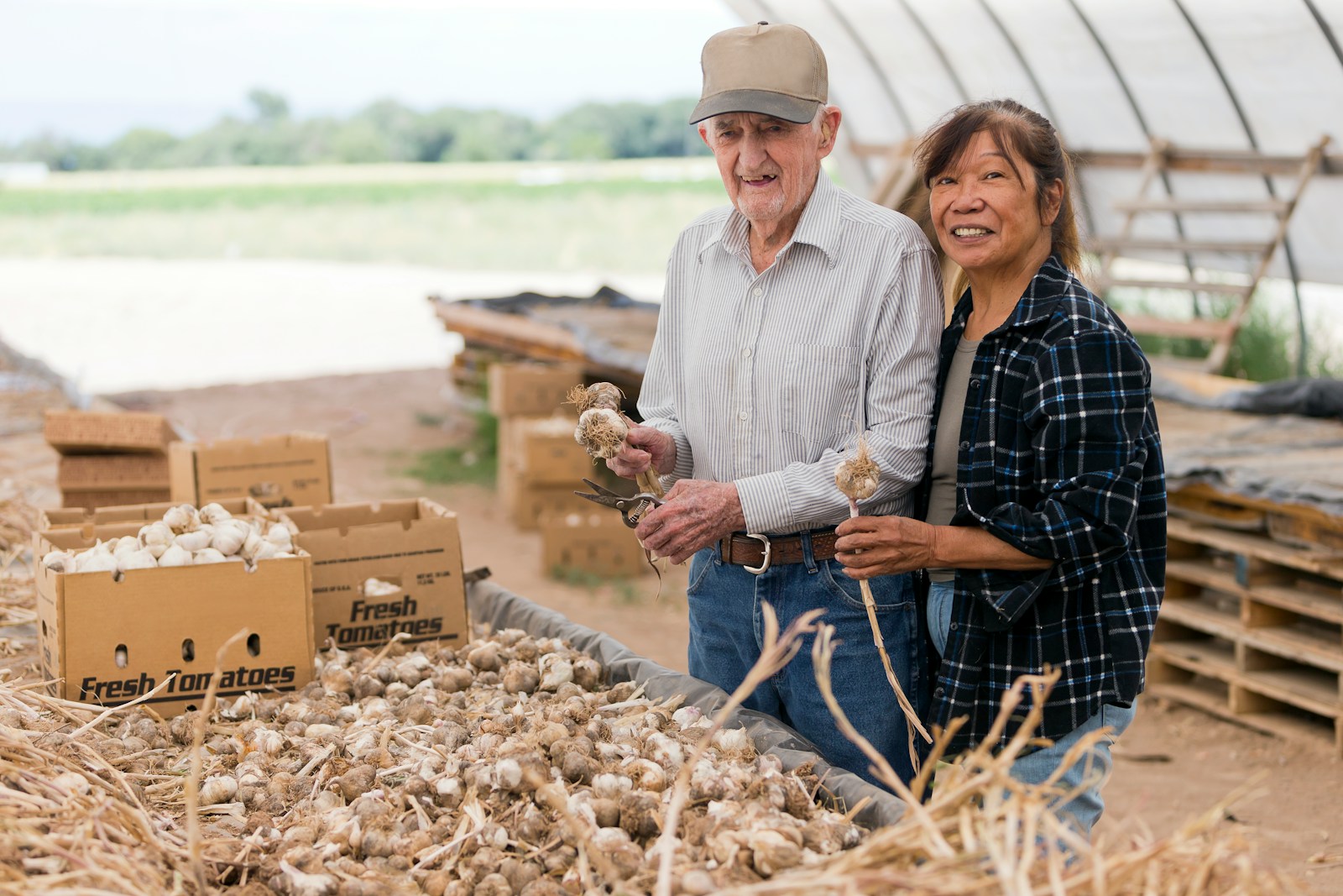 Elderly couple with harvested garlic bulbs